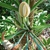 Syngonium podophyllum