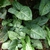 Syngonium podophyllum