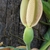 Syngonium podophyllum