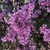 clusters of purple lilac flowers
