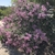 large lilac shrub with purple flowers