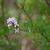 Flowers and stem