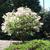 Syringa oblata Growth habit