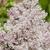 Syringa patula