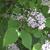 Syringa patula