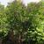 Syringa patula