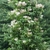 Large shrub with panicles of white flowers.