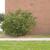 Syringa vulgaris