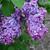 Syringa vulgaris 'Congo'
