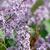 Syringa x persica