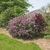 Large lilac shrub with dark purple flowers.