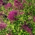 Large lilac shrub with dark purple flowers.