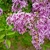 Large lilac shrub with purple flowers.