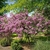 Large lilac shrub with purple flowers.