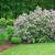 Syringa meyeri