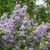 Clusters of lilac flowers.