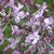 Syringa oblata