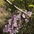 Close-up photo of pinkish purple lilac flowers.