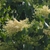 Large shrub with panicles of white flowers.