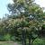 Syringa reticulata