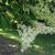 Syringa reticulata