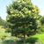 Syringa reticulata form