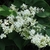 A cluster of small white flowers (looking like privet flowers)