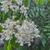 Cluster of small white flowers like privet flowers