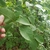 hand turning a leaf over to reveal the underside. Leaves serrate