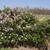 Syringa vulgaris
