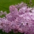 Sryinga x hyacinthiflora 'Esther Staley'