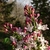 Syringa x hyacinthiflora