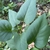 Syringa x hyacinthiflora 'Maiden's Blush'