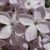 Syringa x hyacinthiflora