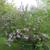 Syringa x persica