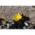 Nothoscordum sellowianum
