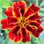 Tagetes-erecta