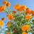 Tagetes-erecta