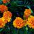 Tagetes-erecta