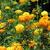 Tagetes-erecta