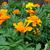 Photo of Tagetes erecta