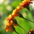 Profile view of four flower heads.