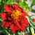 Close up of a flower head with orange ray florets.