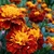 Flower heads (some still in bud) with orange & yellow flowers.