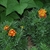 Bushy, dwarf plants bearing orange & yellow flower heads.