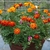 A container with bushy plants with orange flower heads.