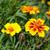Tagetes temurfolia