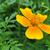 Tagetes tenuifolia