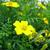 Tagetes tenuifolia 'Lemon Gem'