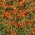 Tagetes tenuifolia